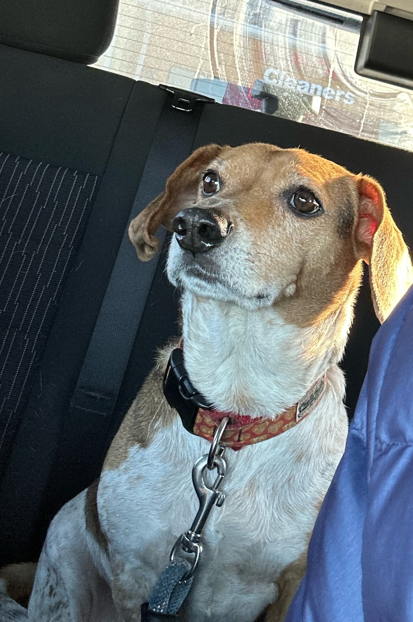 Banner, a 12-year-old beagle-dachshund mix with a gray muzzle and a red patterned collar, sitting in a car back seat and looking up.