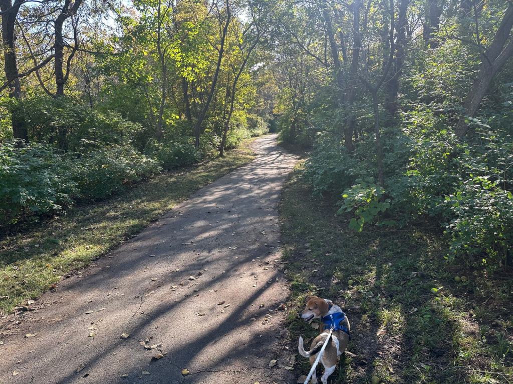 Banner, a senior beagle-dachshund mix in a blue harness, looking back over his shoulder on a shady wooded trail.