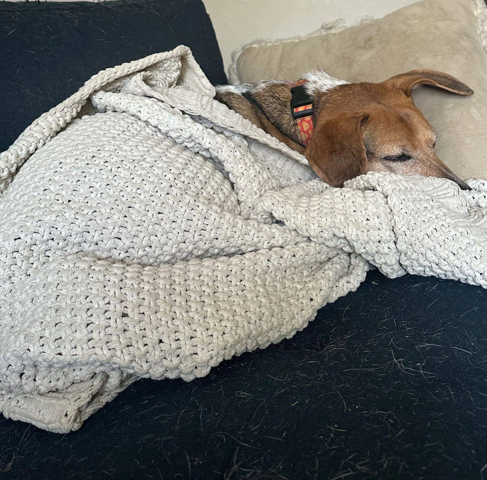 Banner asleep on the couch, burrowed under a cream knit blanket with just his head poking out.