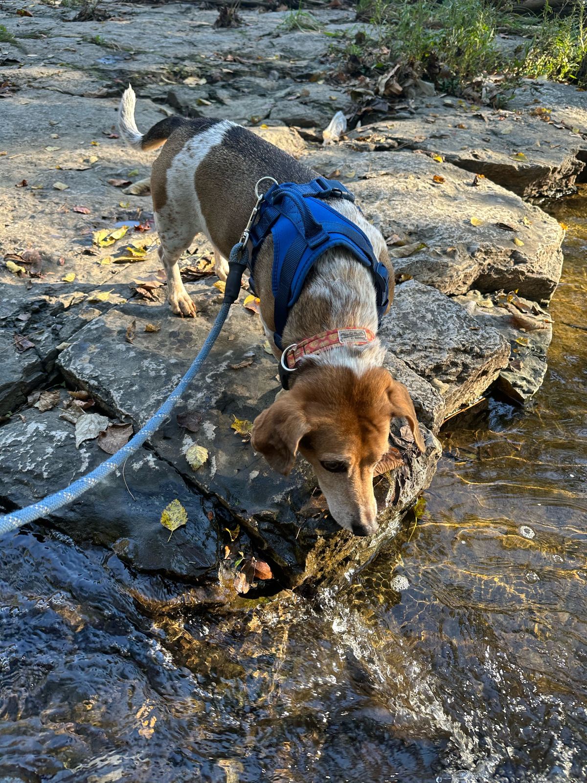 Banner, a 12-year-old beagle-dachshund mix with a gray muzzle, sniffing the rocks at the edge of a creek.