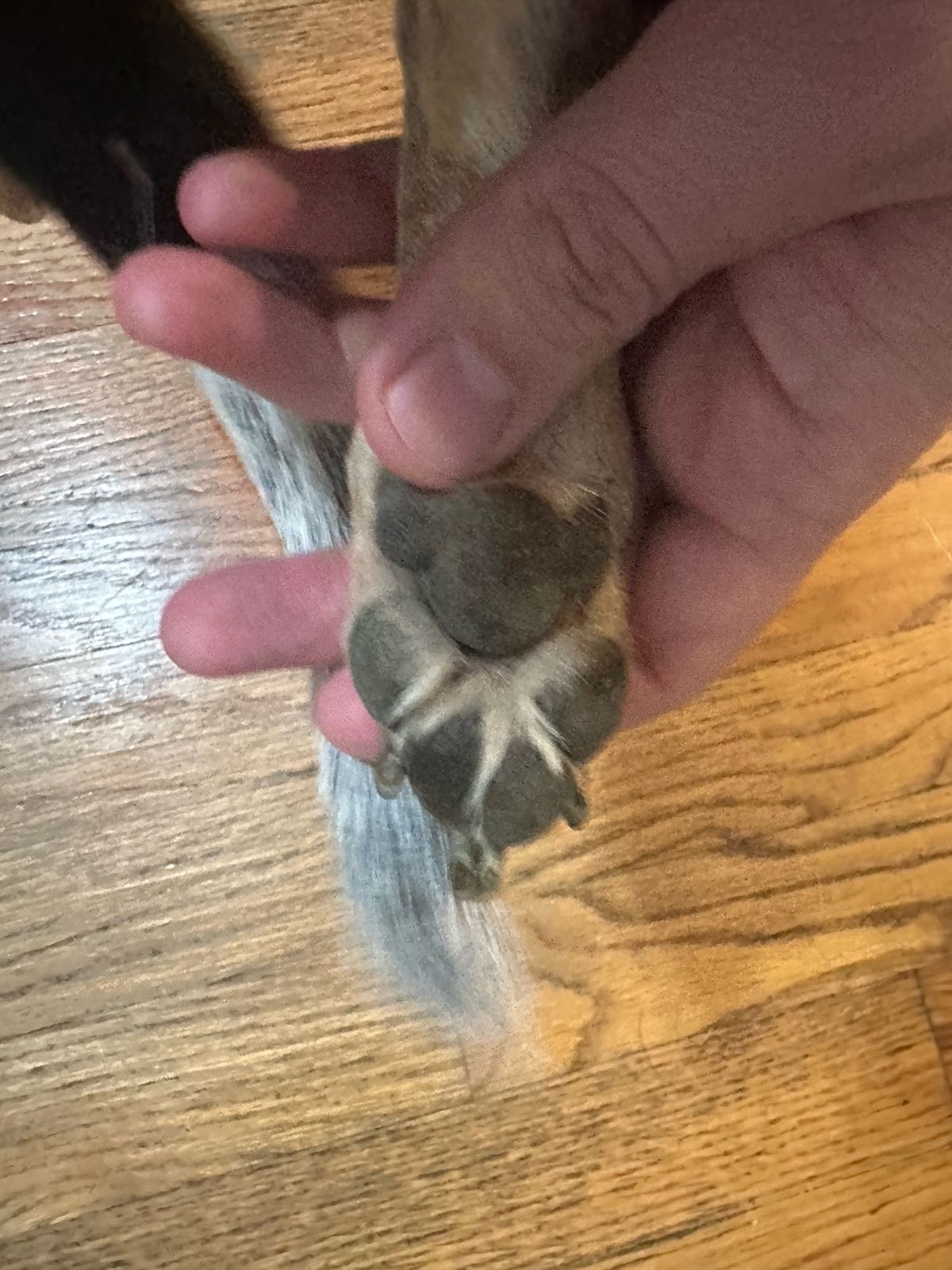 Checking Banner's paw pads and between his toes after a hike.