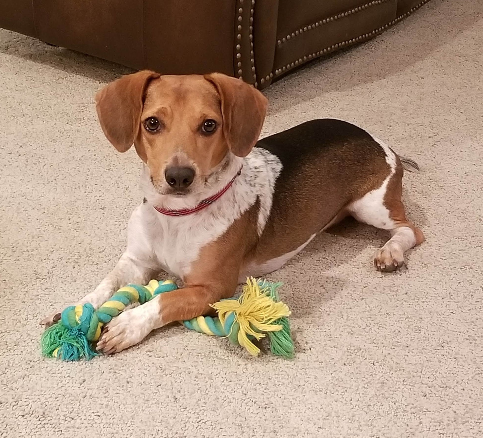 Young beagle-dachshund mix lying on carpet with a green and yellow rope toy, soon after his adoption.