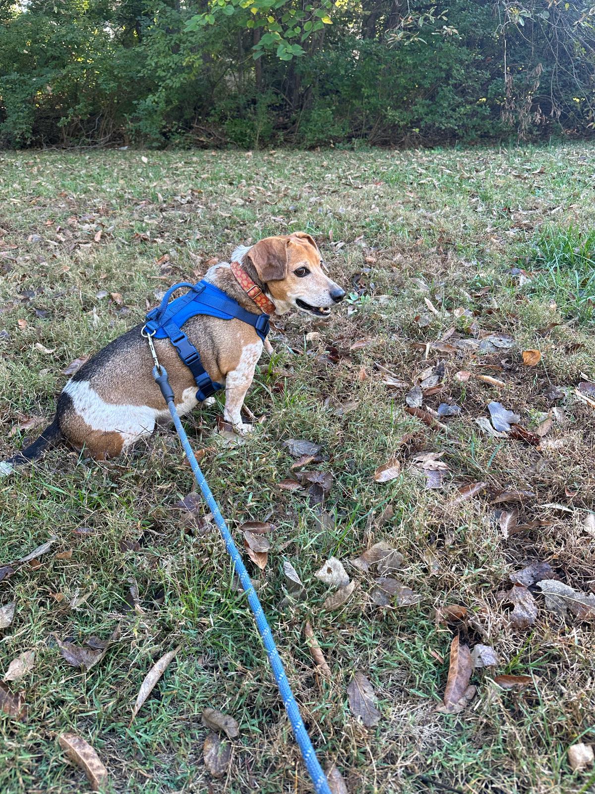 Banner taking a sit break in leafy grass on his light blue leash.