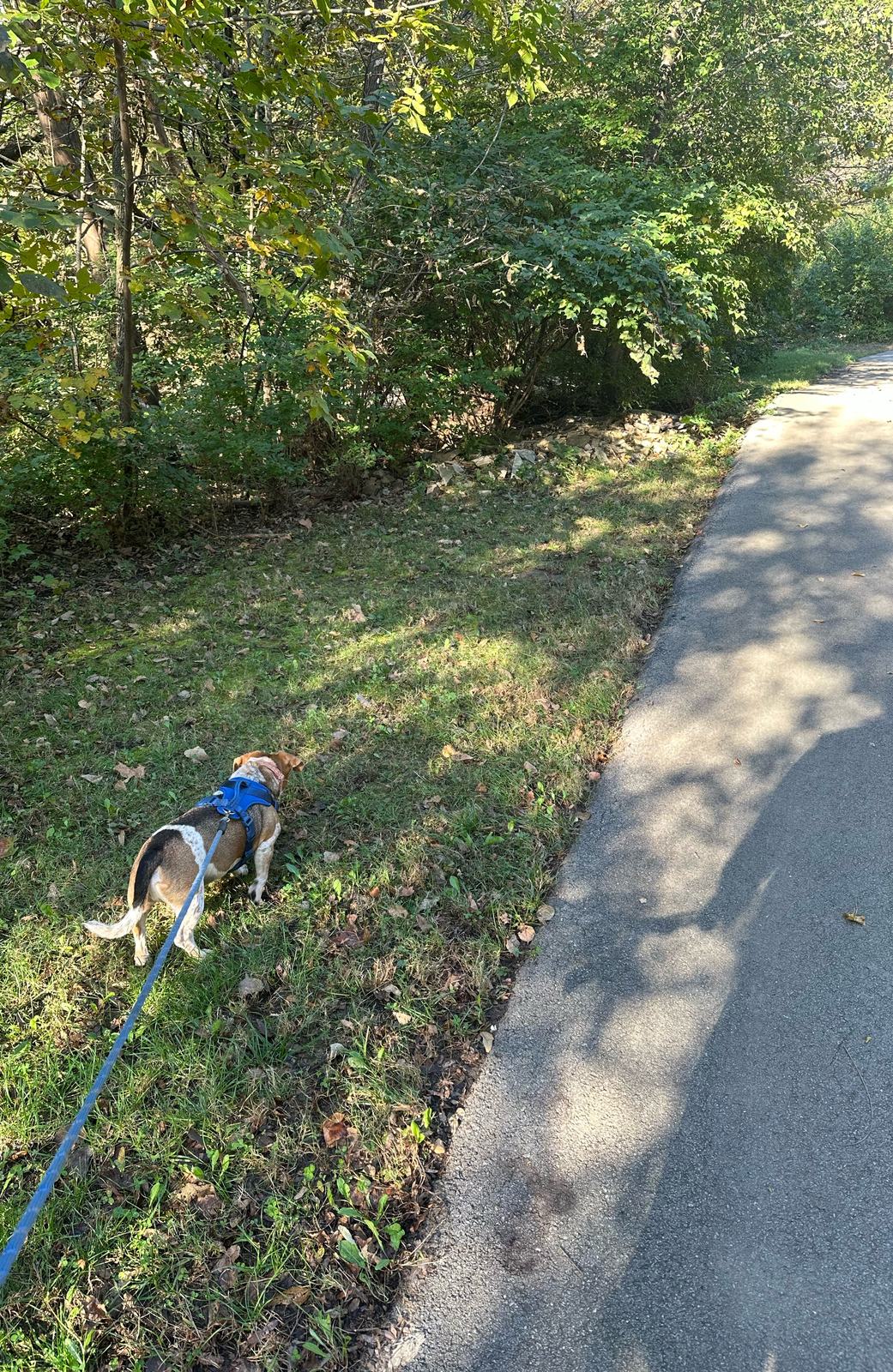 Banner, a senior beagle-dachshund mix in a blue harness, sniffing the grass beside a paved trail.