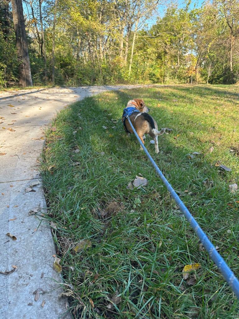 Banner, a senior beagle-dachshund mix in a blue harness, walking through the grass beside a curving paved path.