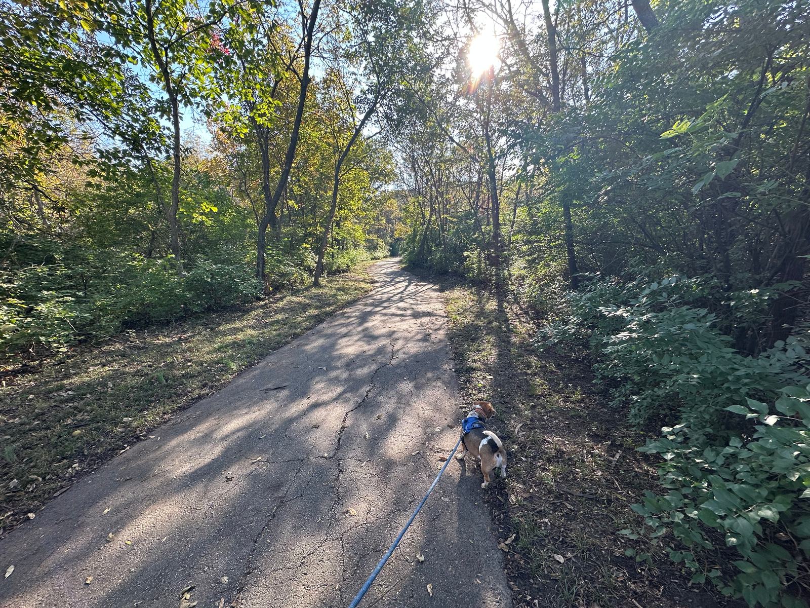 A flat, shady paved trail through the woods, with Banner sniffing along the edge.